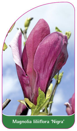 Magnolia liliiflora 'Nigra'