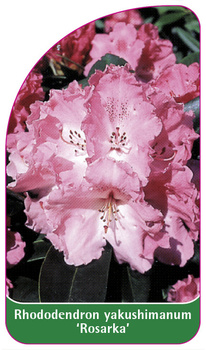 Rhododendron yakushimanum 'Rosarka'