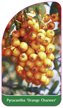 Pyracantha 'Orange Charmer'