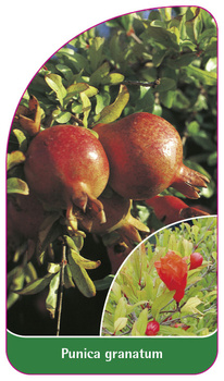 Punica granatum
