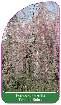 Prunus subhirtella 'Pendula Rubra'