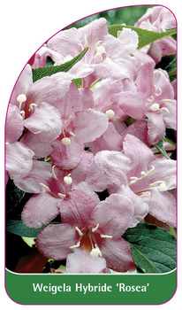 Weigela Hybride 'Rosea'