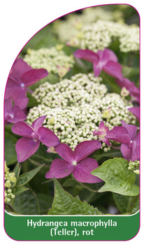 Hydrangea macrophylla (Teller), rot