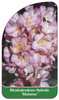Rhododendron-Hybride 'Malwine'