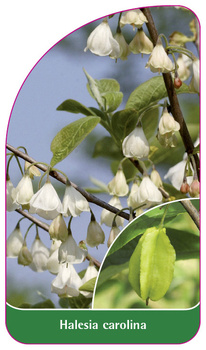 Halesia carolina
