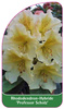 Rhododendron-Hybride 'Professor Scholz'