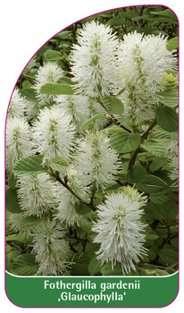 Fothergilla gardenii ,Gaulcophylla'