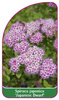 Spiraea japonica 'Japanese Dwarf'