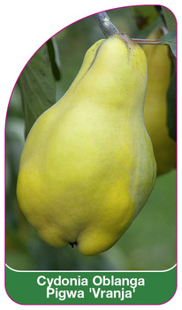 Cydonia Oblanga Pigwa 'Vranja'