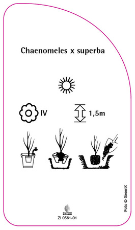 Chaenomeles x superba