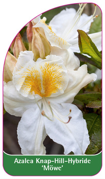 Azalea Knap-Hill-Hybride 'Möwe'