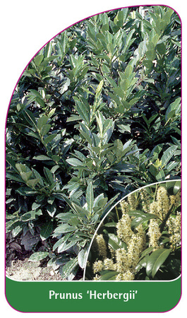 Prunus 'Herbergii'