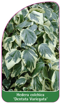 Hedera colchica 'Dentata Variegata'