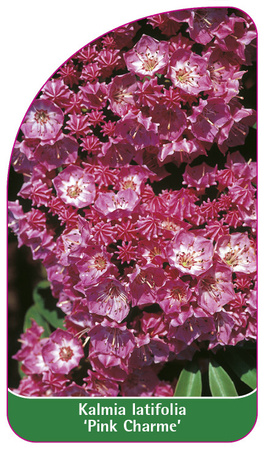 Kalmia latifolia 'Pink Charme'