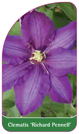 Clematis 'Richard Pennell'