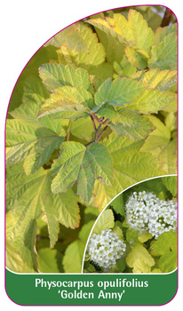 Physocarpus opulifolius 'Golden Anny'