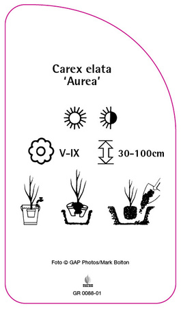 Carex elata 'Aurea'