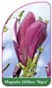 Magnolia liliiflora 'Nigra'