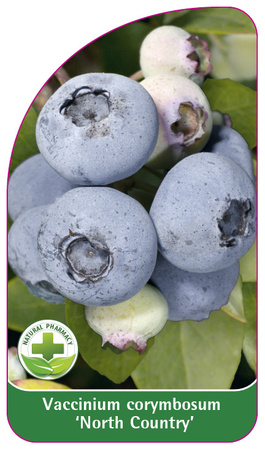 Vaccinium corymbosum 'North Country'