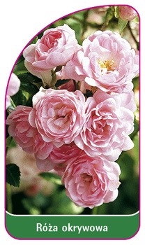 Capacul a crescut nr. 300 B