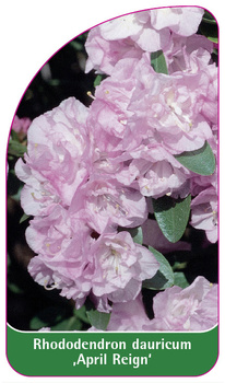 Rhododendron dauricum 'April Reign'