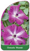Clematis 'Wanda'