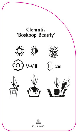 Clematis 'Boskoop Beauty'