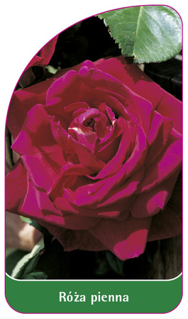 Roza pienna Nr. 8