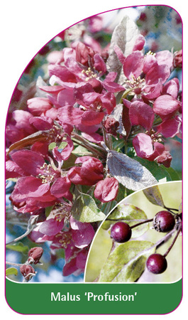 Malus 'Profusion'