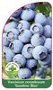 Vaccinium corymbosum 'Sunshine Blue'