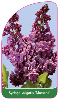 Syringa vulgaris 'Massena'