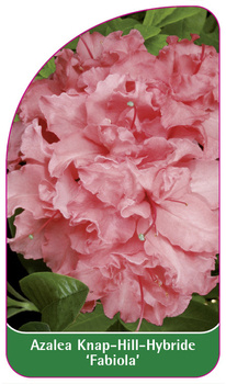 Azalea Knap-Hill-Hybride 'Fabiola'