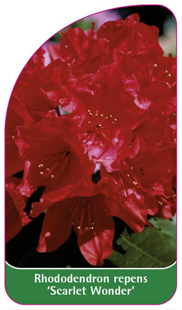 Rhododendron repens 'Scarlett Wonder'