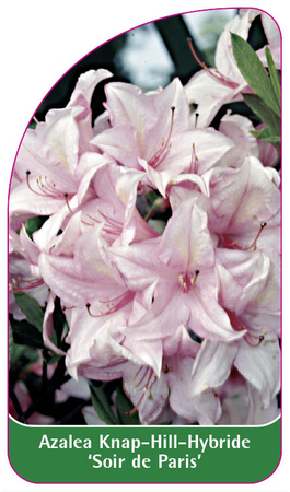 Azalea Knap-Hill-Hybride 'Soir de Paris'