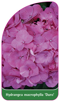 Hydrangea marcophylla 'Duro'