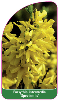 Forsythia intermedia 'Spectabilis'