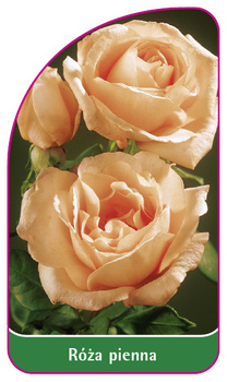 Róza pienna Nr. 68