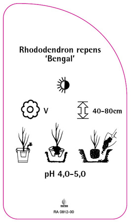 Rhododendron repens 'Bengal'