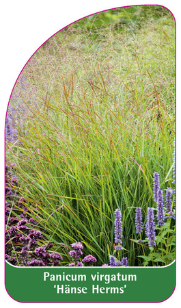 Panicum virgatum 'Hänse Herms'