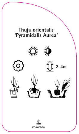 Thuja orientalis 'Pyramidalis Nana'