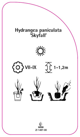 Hydrangea paniculata 'Skyfall'