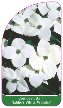Cornus nuttallii 'Eddie's White Wonder'