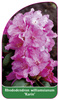 Rhododendron williamsianum 'Karin'