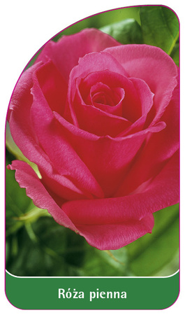 Kmenová růže č. 11