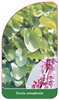Cercis canadensis