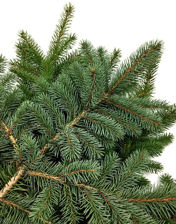 Gałązka świerka srebrna żywa do 40cm