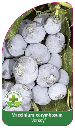 Vaccinium corymbosum 'Jersey'