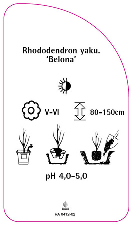 Rhododendron yakushimanum 'Belona'