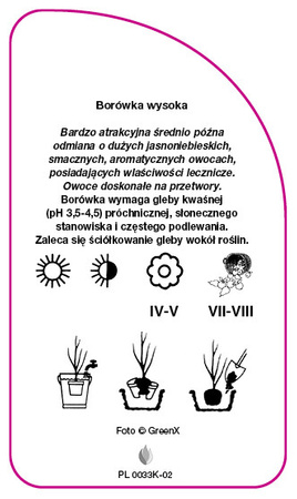 Vaccinium corymbosum 'Brigitta'