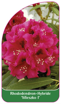 Rhododendron-Hybride 'Mieszko I'